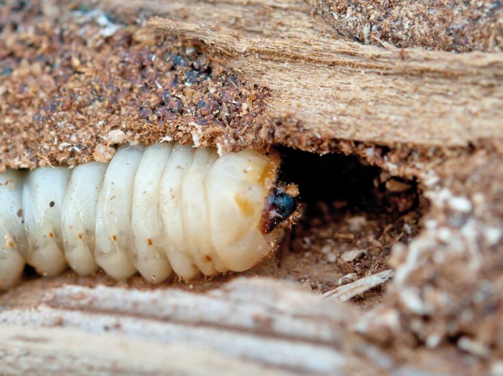 woodworm