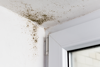 Schimmel in der Ecke eines Fensters