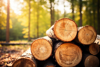 Stack of freshly cutted trees in a forest, deforestation concept Stack of freshly cutted trees in a forest, deforestation concept