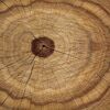 Holz im Querschnitt Holz im Querschnitt
